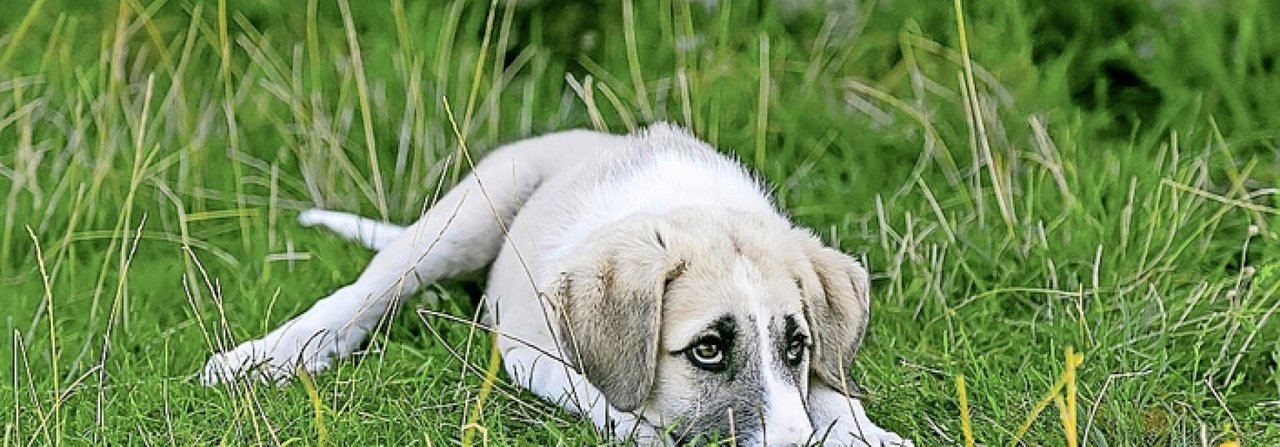 Der Hund weiss schon von Weitem, wenn sein Halter traurig ist.