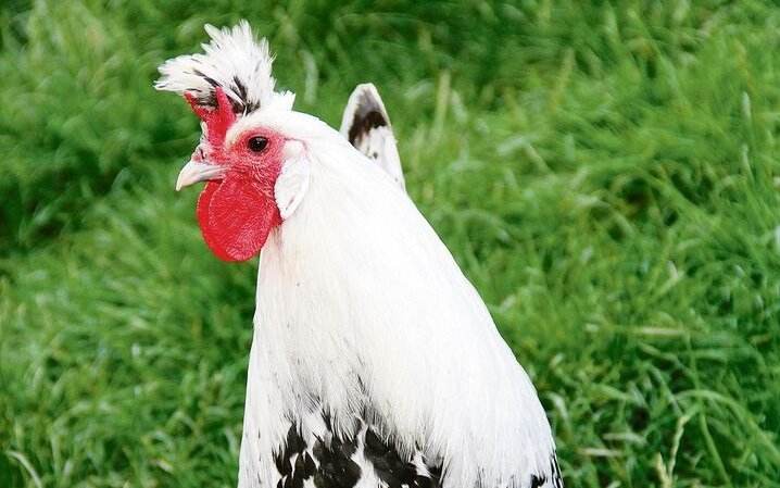 Hühner wie diese Appenzeller Spitzhauben, brauchen einen Stall mit Auslauf. 