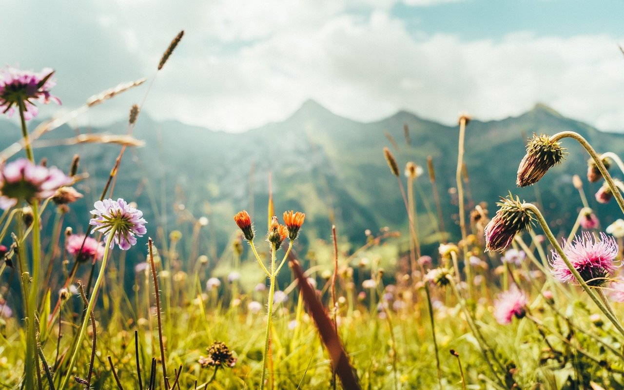 Die Artenvielfalt auf der Bergwiese hängt indirekt mit jener in den Ozeanen zusammen – Biodiversität ist komplex und global.