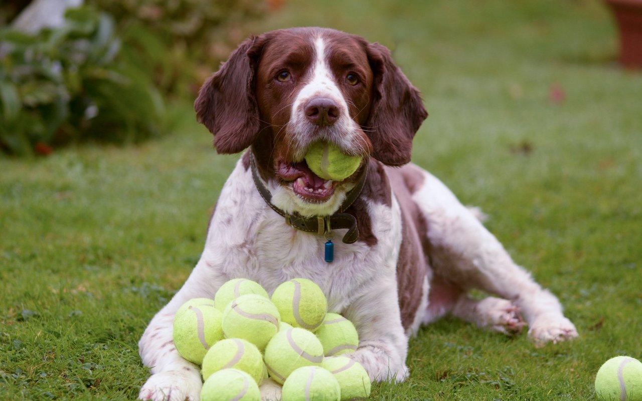 Viele Hunde können Tennisbällen nicht widerstehen.