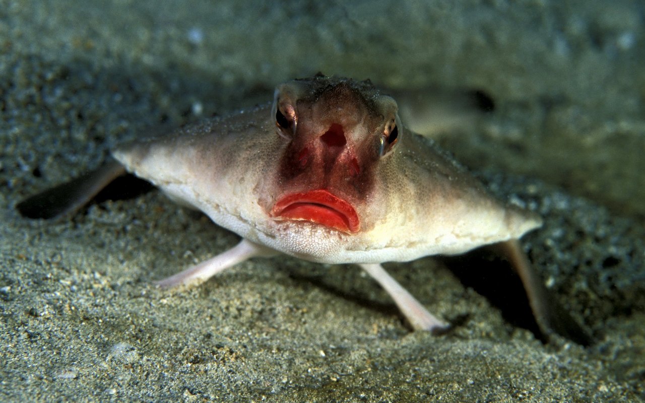 Diese eckigen Fische bewegen sich mit ihren Arm-Flossen am Boden entlang.