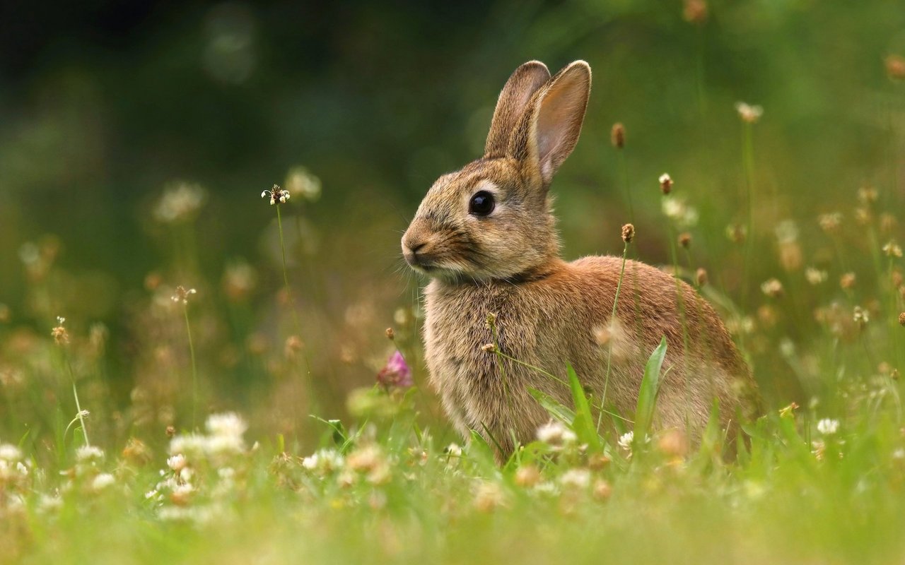 Wilde Kaninchen unterscheiden sich in ihrem Verdauungsapparat kaum von den Hauskaninchen.