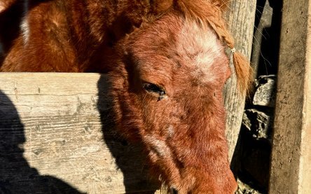 Der Lebenshof Wendys Welt ist ein Zuhause unzähliger Tierarten.