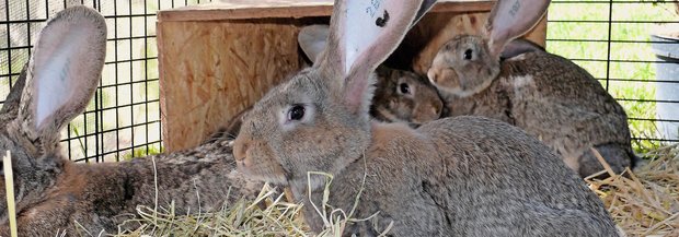 Kaninchen kühlen über Ohren
