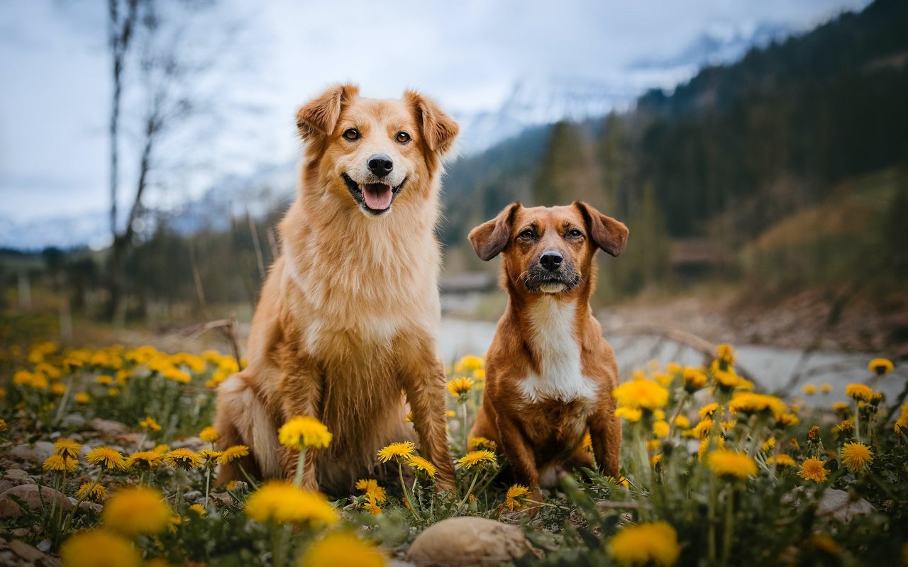 Am häufigsten gibt es in der Schweiz Mischlinge. Die beliebteste reine Hunderasse ist der Chihuahua.