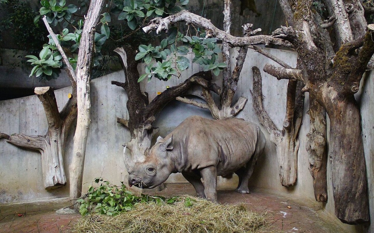 In Heini Hedigers Afrikahaus im Zürcher Zoo lebten die Spitzmaul-nashörner in Symbiose mit Rotschnabel-Madenhackern. 