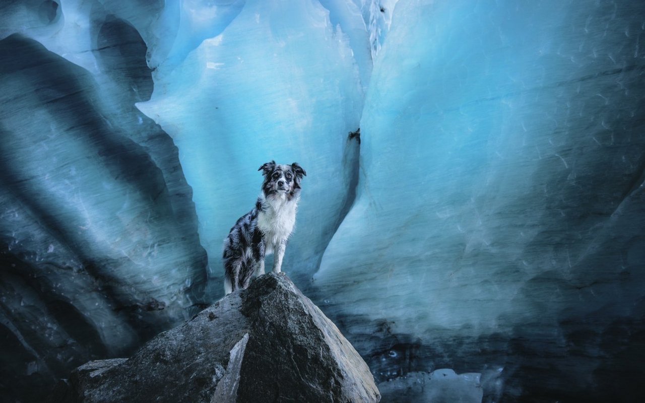 Bjarn, frühmorgens in der Gletscherhöhle am Morteratschgletscher abgelichtet. Sarah Stangl begeht Gletscher mit ihren Vierbeinern nur bei Minustemperaturen und bevor die warmen Sonnenstrahlen umliegenden Schutt und Eis antauen. Die Fotografin warnt: «Wenn jemand keine Erfahrungen mit den Gefahren im Gebirge hat, soll er sich bitte nicht von den schönen Bildern auf Social Media blenden lassen und alles nachmachen.» Zur Gletscherhöhle Morteratsch oder auch zu jener in Zinal gibt es geführte Touren mit Bergführern.