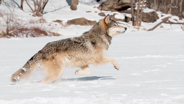 Wolf springt durch Schnee
