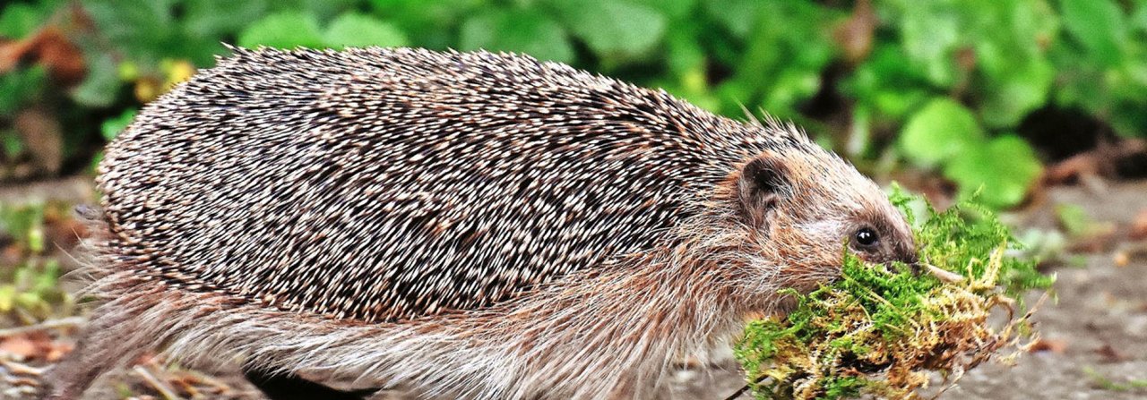 Der Igel freut sich, wenn im Garten Totholz liegenbleibt.