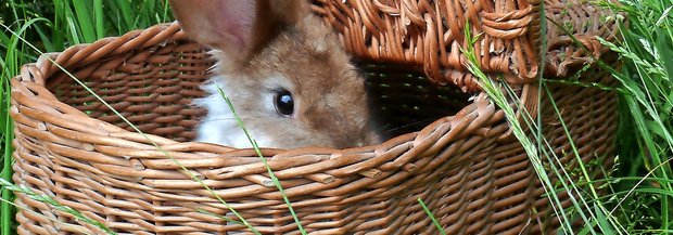 Kaninchen im Korb