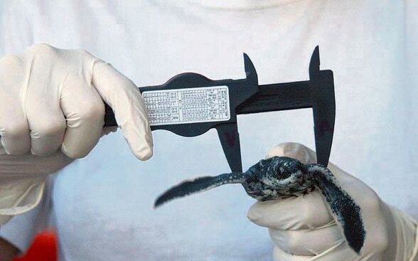 Während eines Projekts in Costa Rica wurde Neil Goodall zur Schildkrötenhebamme.