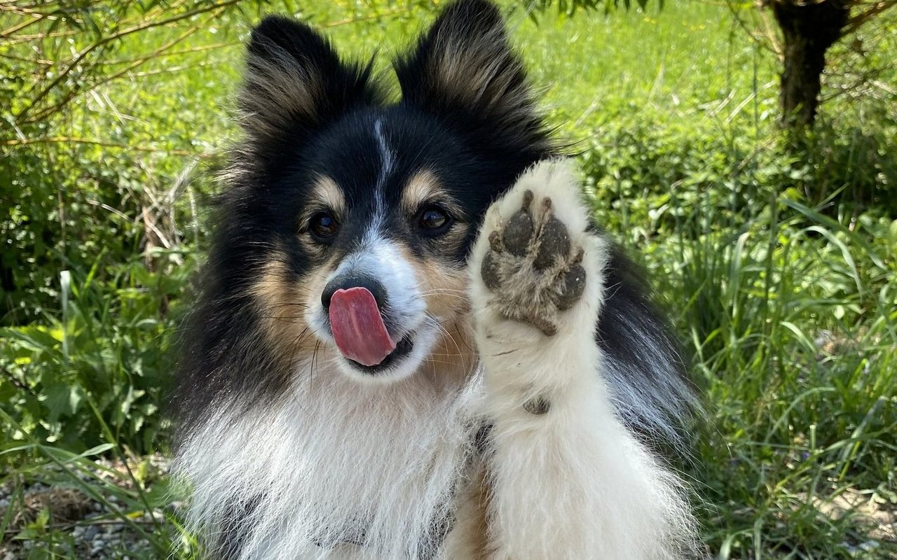 Der winkende Sheltie