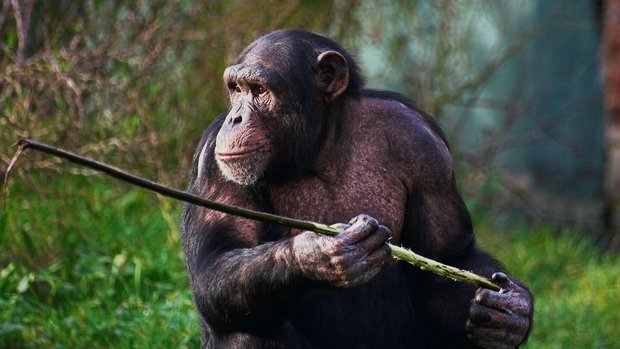 Während Schimpansen Stöcke als vielseitige Werkzeuge zur Nahrungssuche nutzen (oben), locken Krokodile unvorsichtigeReiher mit scheinbar geeignetem Nestmaterial in die Falle (unten).
