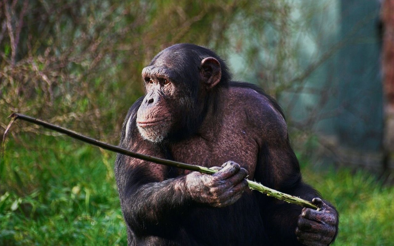 Schimpansen nutzen Stöcke als vielseitige Werkzeuge zur Nahrungssuche.