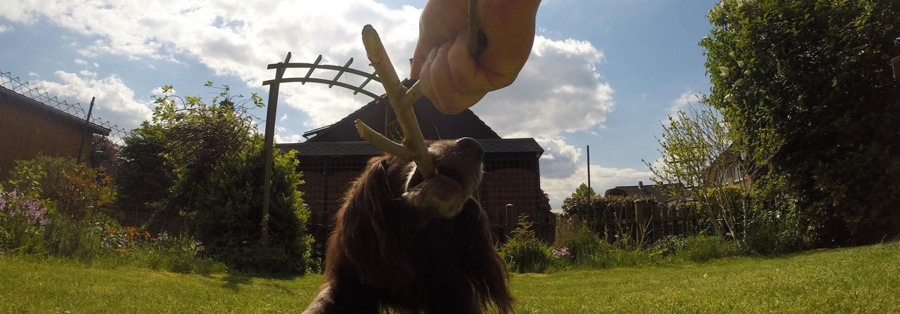 Unterwegs werfen viele Halter ihrem Hund einen Holzstock, den dieser dann apportieren soll. Vielen ist nicht bewusst, dass das Spiel für den Hund sehr gefährlich werden kann.