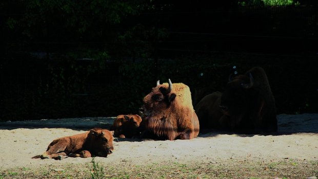 Im Tierpark Lange Erlen in Basel wurden 2025 zwei Wisentkälber geboren. 