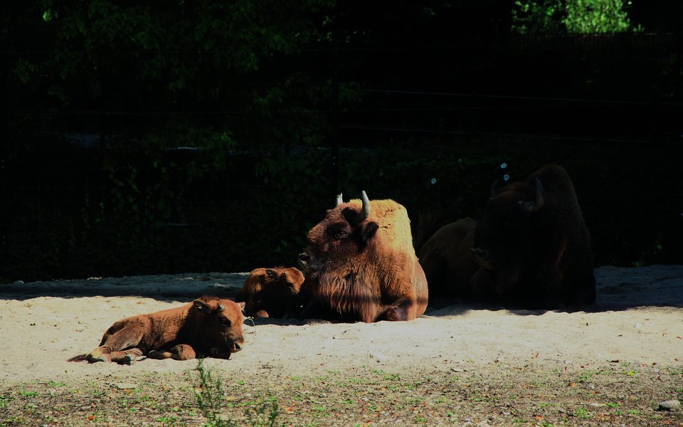 Im Tierpark Lange Erlen in Basel wurden 2025 zwei Wisentkälber geboren. 
