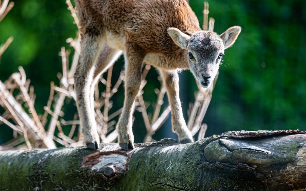 Die jungen Mufflon erkunden ihre Umgebung im Zoo Basel.