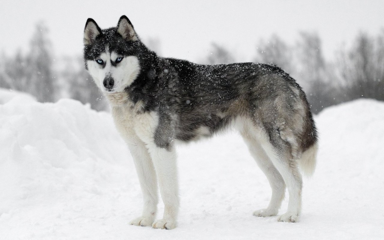 Der Siberian Husky besitzt ein dichtes Doppelfell, das besonders flauschig ist und ihn sowohl vor extremer Kälte als auch vor Nässe schützt. 