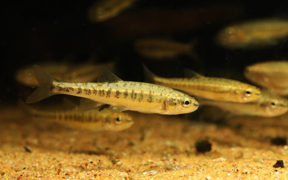Die Elritze ist ein kleiner Schwarmfisch der klares sauerstoffreiches Wasser bevorzugt.