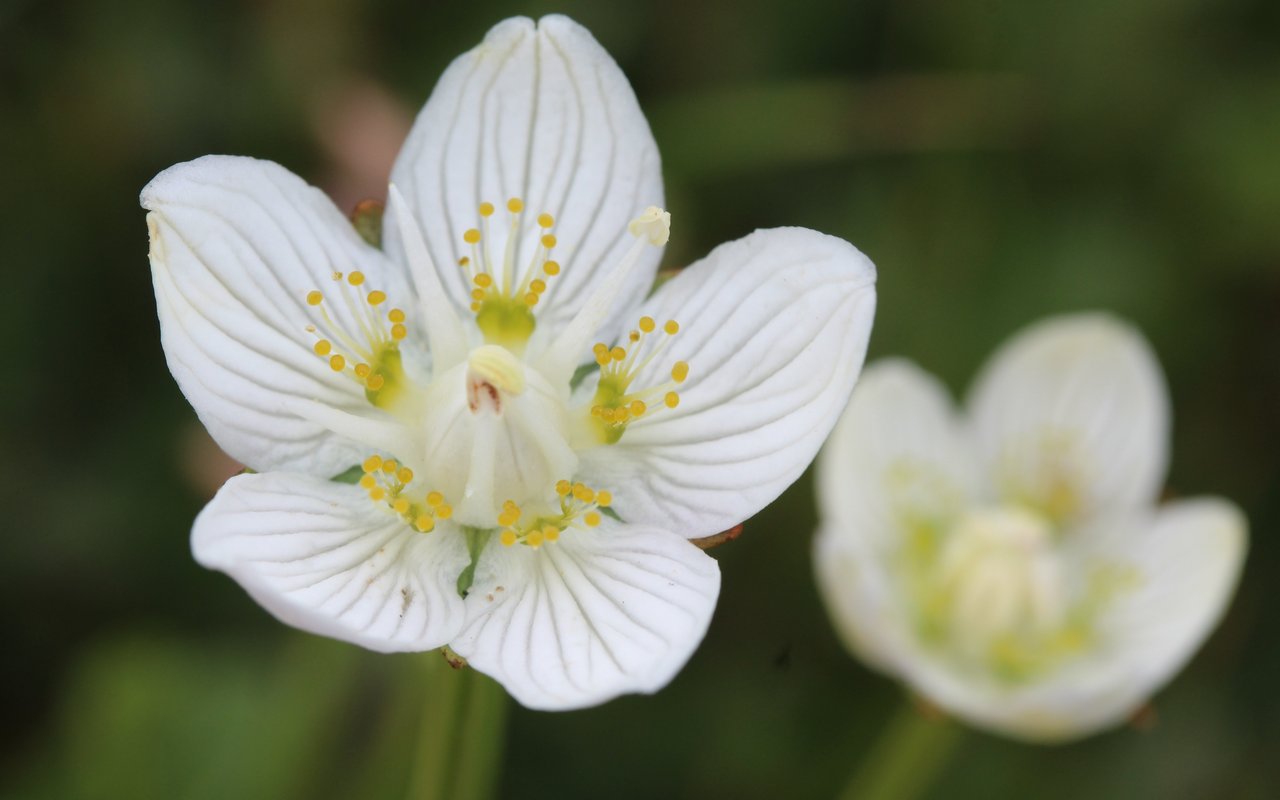 Sumpfherzblatt (Parnassia palustris)