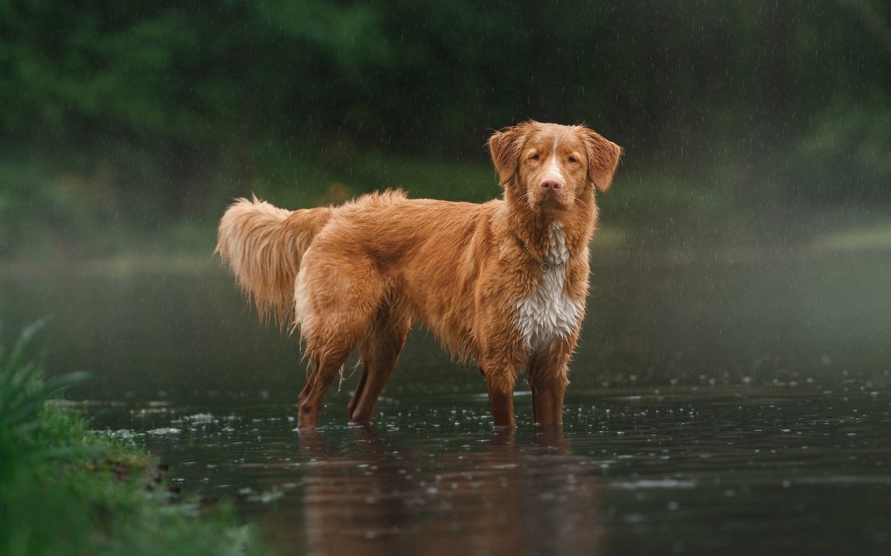 Im Wasser fühlt sich der Nova Scotia Duck Tolling Retriever besonders wohl.