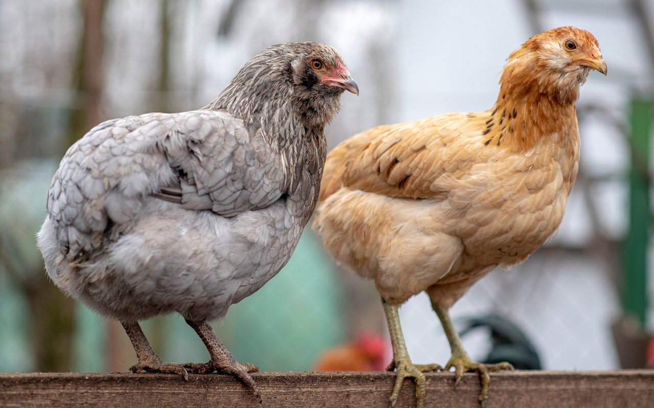 Araucana-Hühner legen wunderschöne, grüne Eier. Typisch für die Rasse ist ihr fehlender Schwanz.