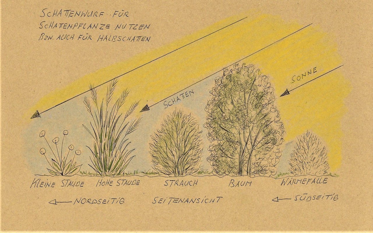 Auch durch einen geschickten Pflanzplan und Beachtung der Schattenbildung kann Wasser beim Gärtnern eingespart werden. 