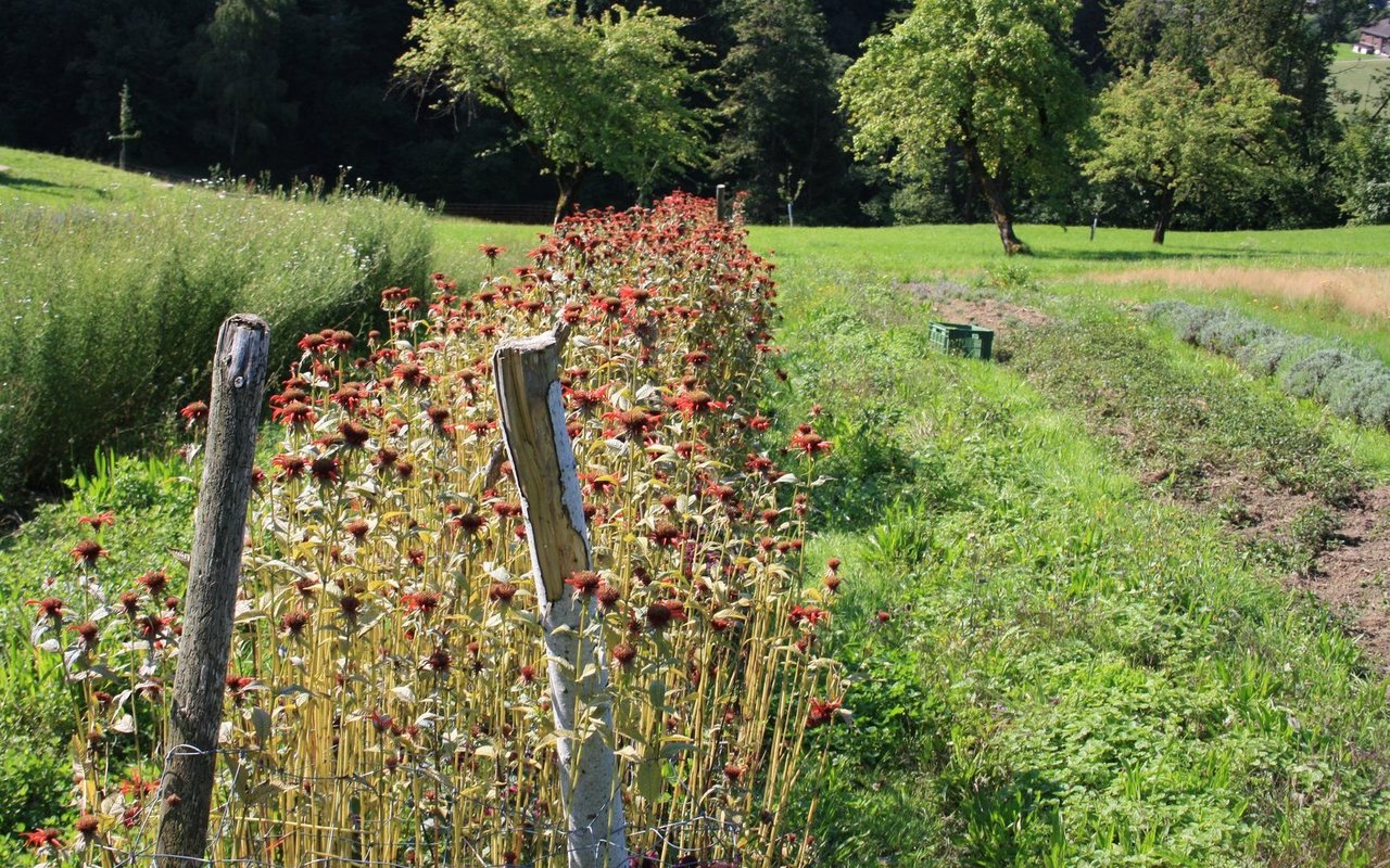 Im grossen Kräuteracker stecken unzählige Stunden Arbeit drin.
