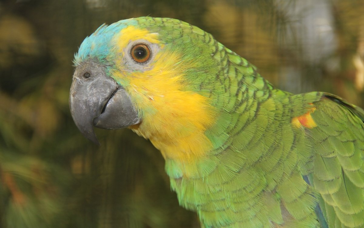 Blaustirnamazonen kommen in zwei Unterarten über weite Teile Südamerikas vor. 