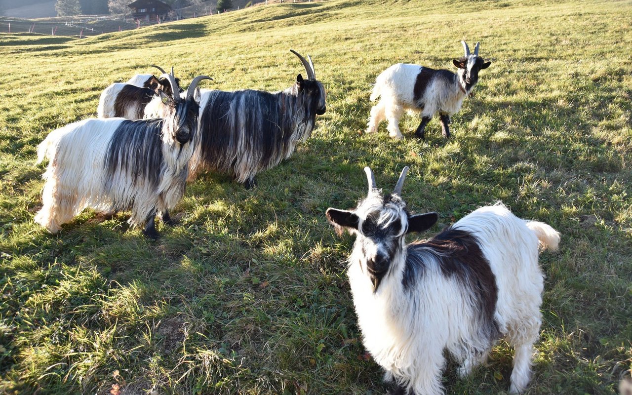 Die Tiere sind eine von vier farblichen Ausprägungen der Walliserziegen-Gruppe.