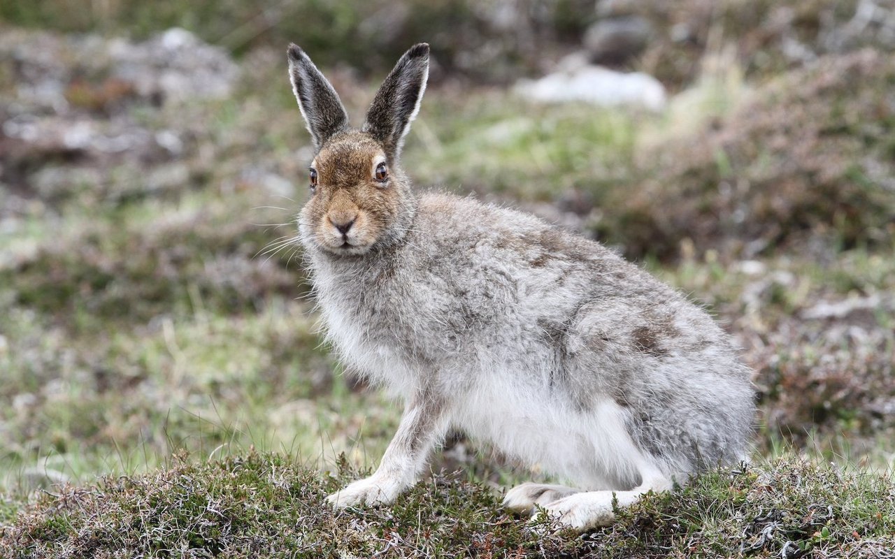 Hybridisierungen zwischen Schnee- und Feldhasen ist eine Auswirkung des Klimawandels.