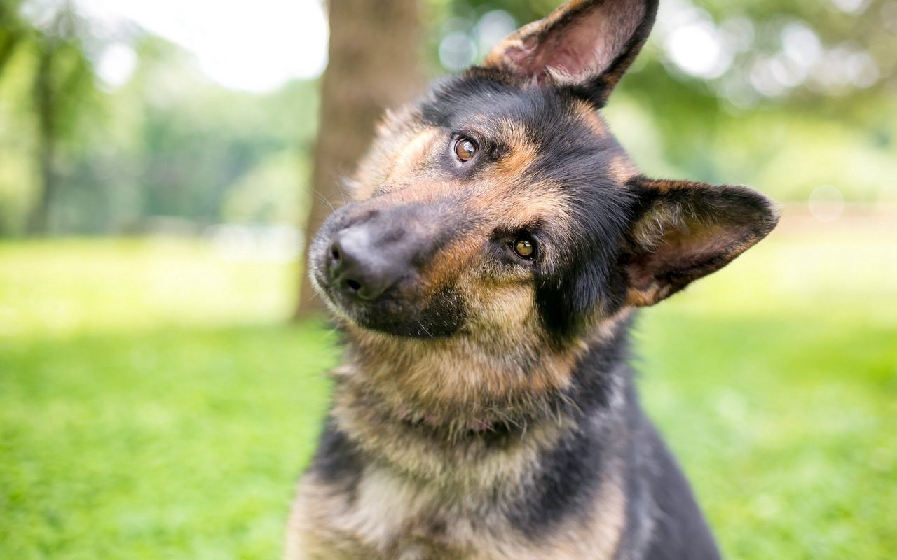 Hunde sind in der Lage, mehr Töne als wir zu vernehmen.