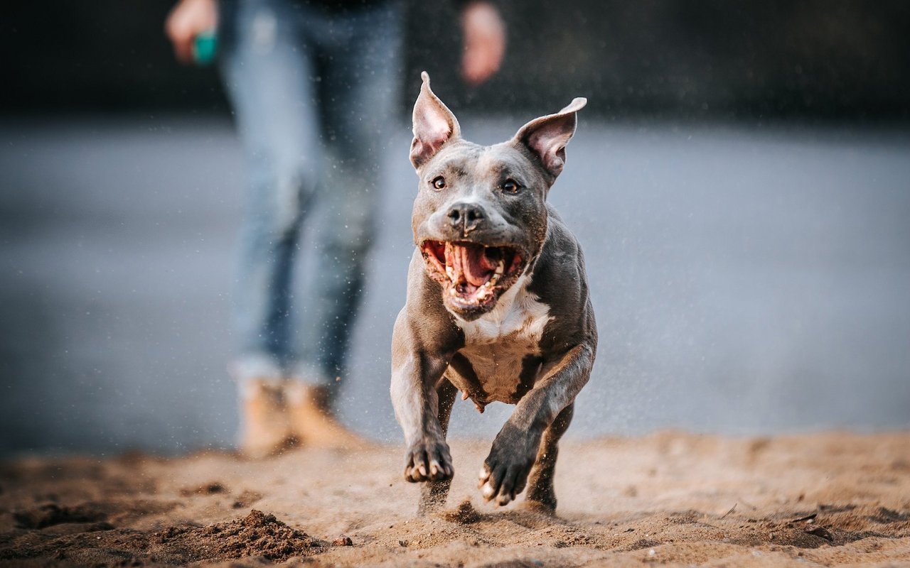 Kommt ein Hund auf Sie zugerannt, sollten Sie weder erstarren noch wegrennen.