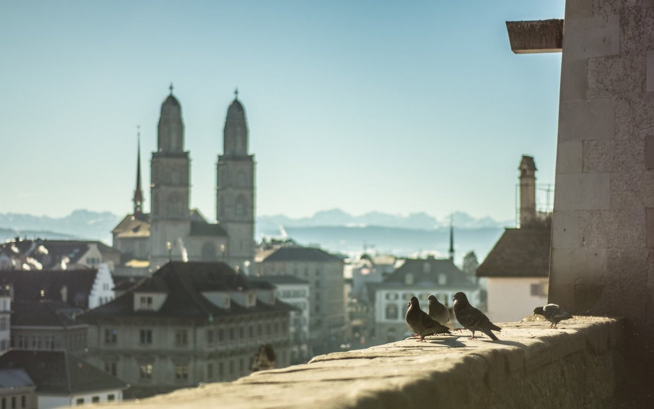 Die Taubentötung vom April 2026 in Zürich sorgte für heftige Kritik – auch von ausserhalb der Landesgrenzen.