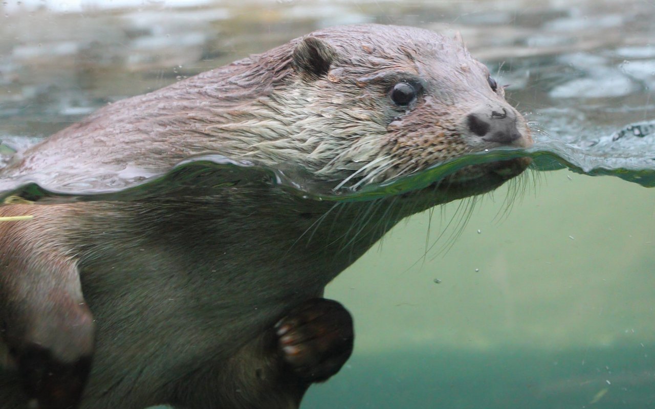 Fischotter besitzen ein typisches Raubtiergebiss mit ausgeprägten Eckzähnen. 