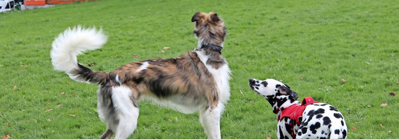 Dalmatiner-Hündin Yuri zeigt in der Kommunikation mit Windhund-Mischling Silas ihre Talente als soziale Leithündin.