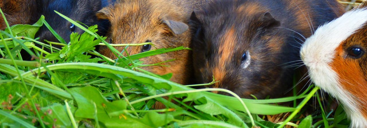 Meerschweinchen leben gerne in Gesellschaft. Dafür müssen Böcke jedoch kastriert sein, weil sie sich sonst in den meisten Fällen nicht vertragen.