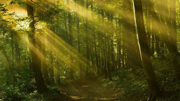 Wald