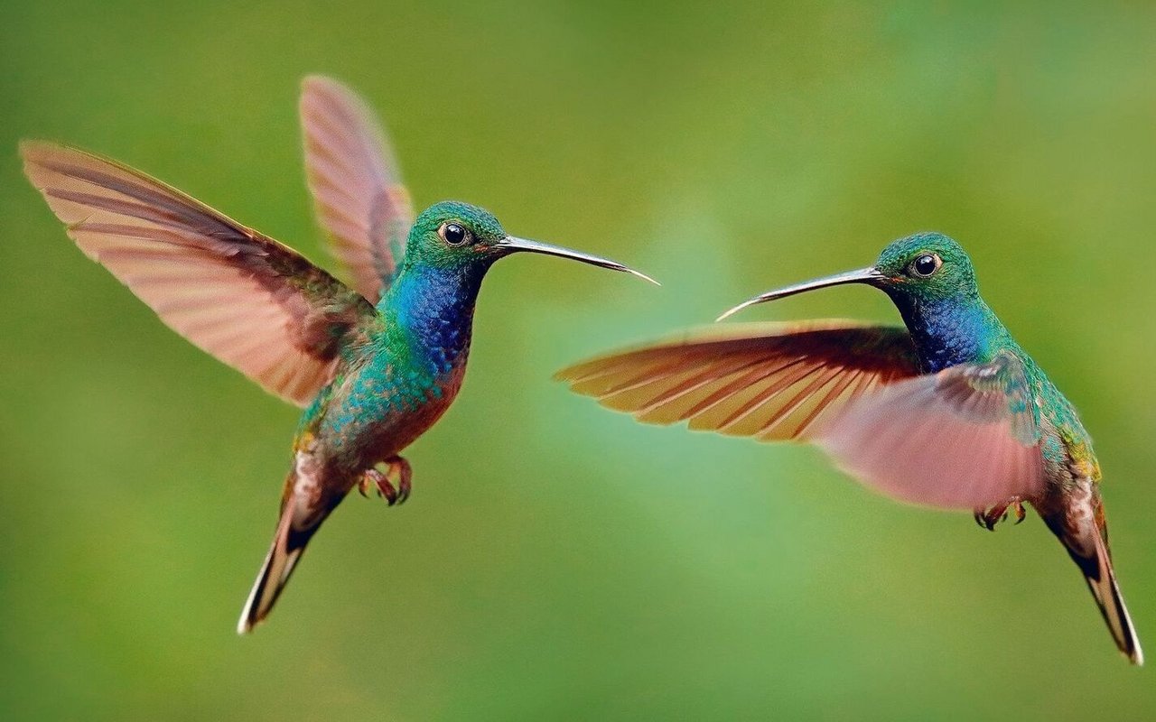 Zwei Kolibris.