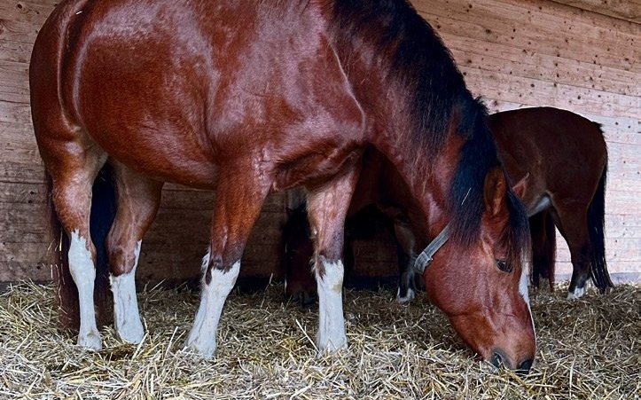 Im Gruppenstall muss die Liegefläche genügend gross sein. Fühlen sich die Pferde wohl, liegen sie. 