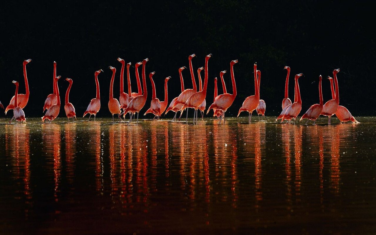 Die Karibischen Flamingos fotografierte Klaus Nigge an der Nordküste der mexikanischen Halbinsel Yucatan.