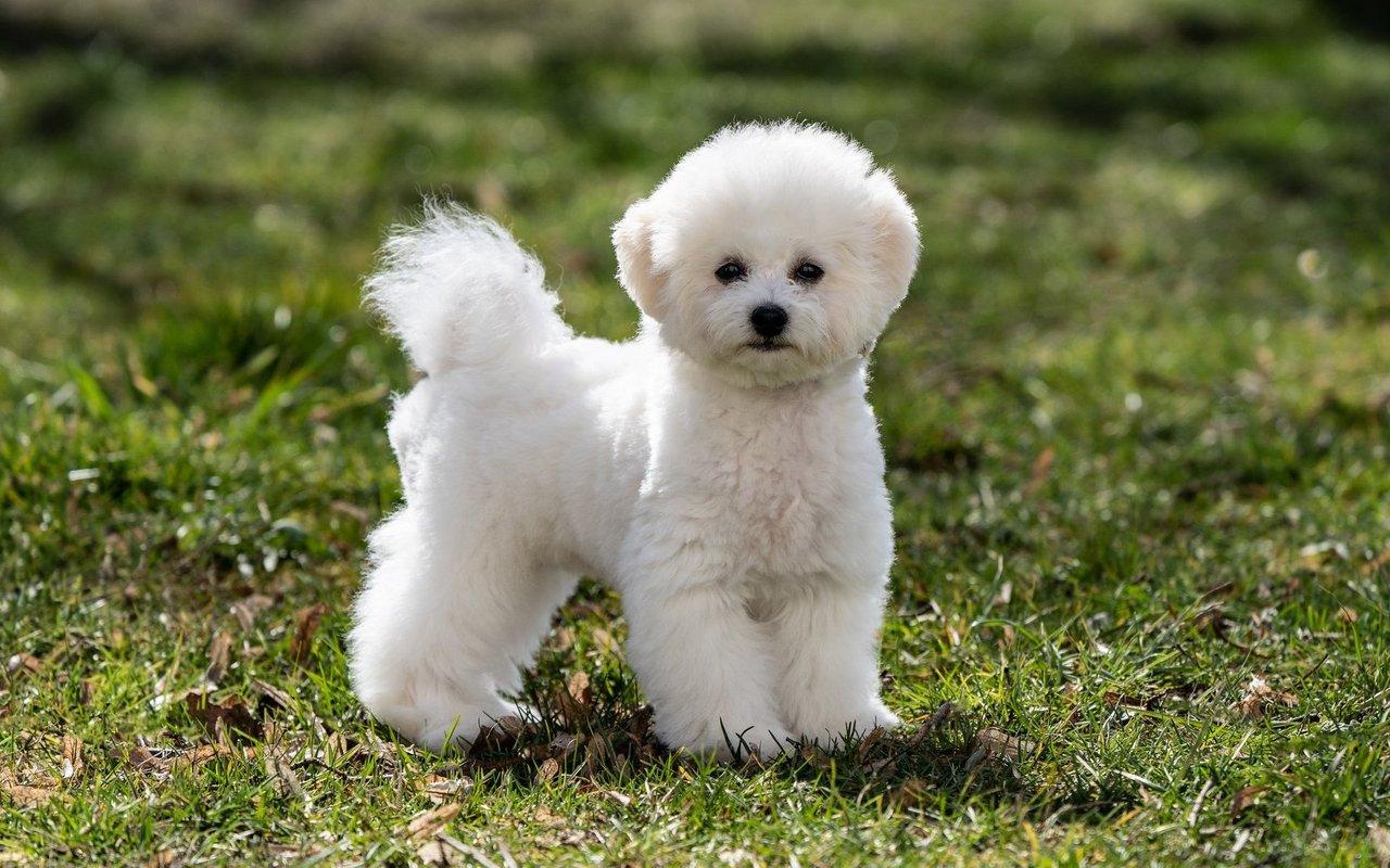 Der Bichon Frisé besitzt ein weisses, flauschiges Fell und sieht aufgrund seiner dunklen Knopfaugen wie ein herziges Plüschtier aus.