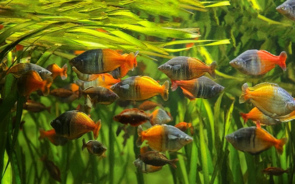 Manche Regenbogenfische wie hier Boesemans Regenbogenfisch leben in hartem Wasser in Neuguinea. 