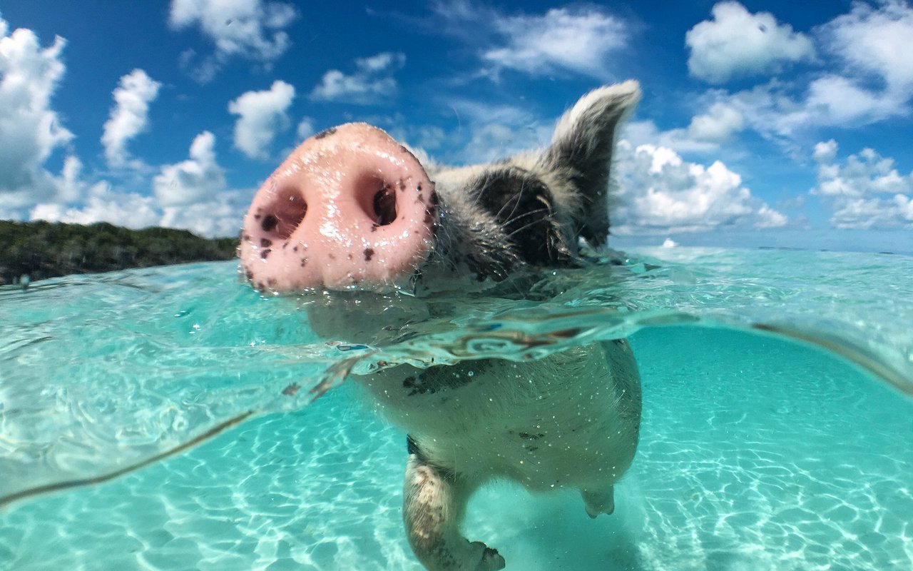 Ein Schwein beim Schwimmen. 