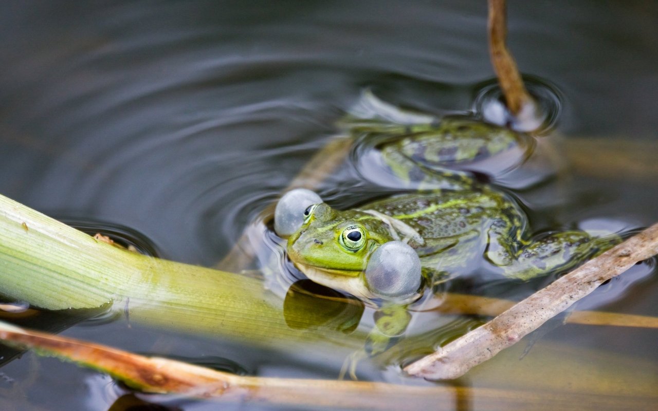 Insbesondere männliche Wasserfrösche können während der Laichzeit bei ihrem nächtlichen Gesang laut werden.