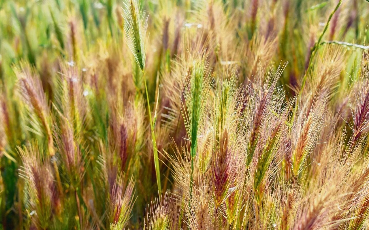 Einkorn ist eine der ältesten angebauten Getreidesorten.