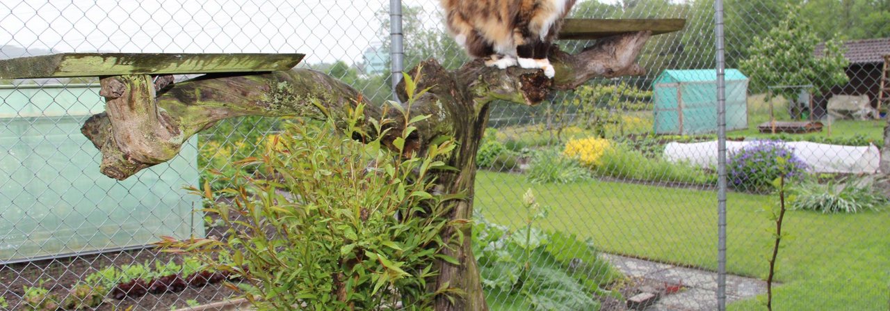 Hier ist die Katze an der frischen Luft, sie kann sich austoben und je nach Lust und Laune klettern, spielen oder schlafen.