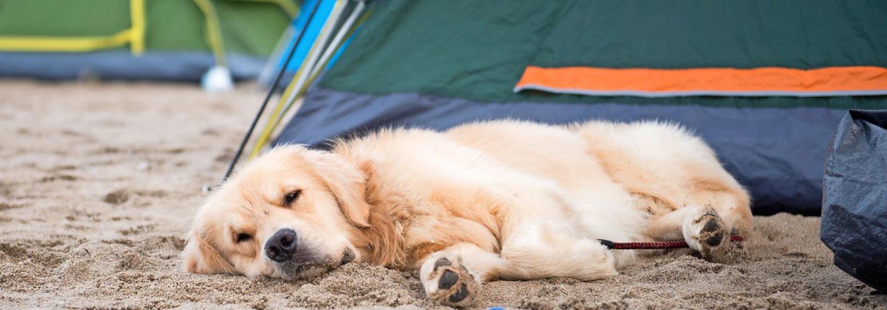 Für entspannte Zeltferien braucht es einen gutmütigen Hund und einen hundefreundlichen Platz.