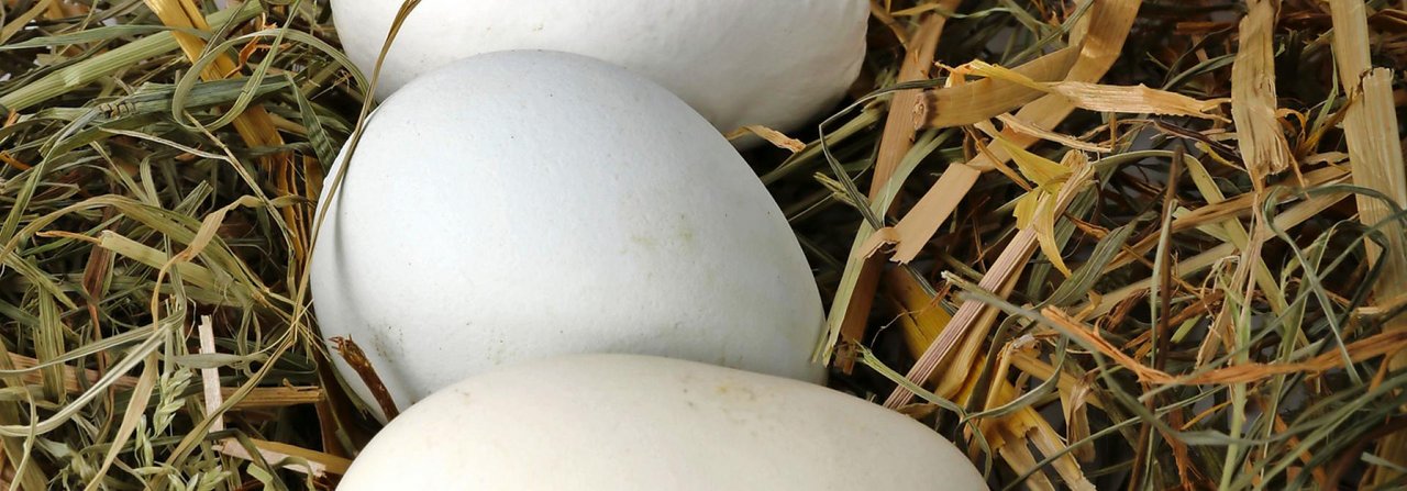 Spitzige, kugelrunde oder «verrunzelte» Eier sollten nicht in den Brutkasten.